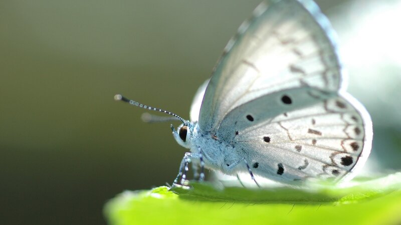 Blue Butterfly on Leaf — Green, Calm, Morning