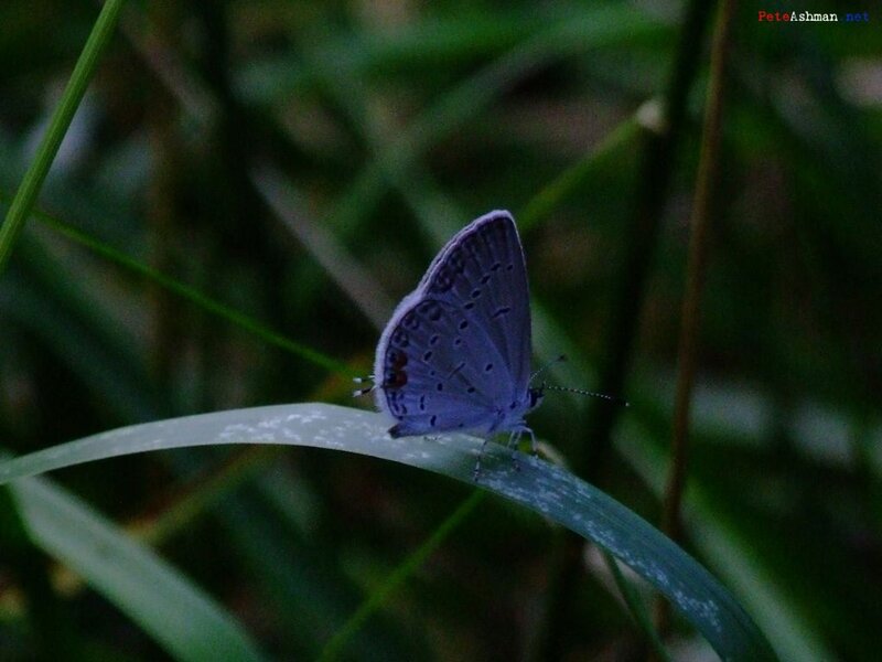 Blue Butterfly on Leaf — Green, Calm, Night