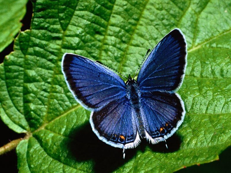 Blue Butterfly on Leaf — Green, Calm, Photograph, Insect
