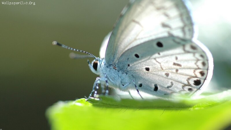 Blue Butterfly on Leaf — Green, Calm, Photograph