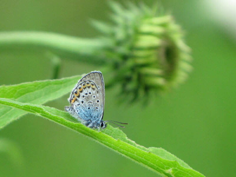 Blue Butterfly on Leaf — Green, Calm, Summer