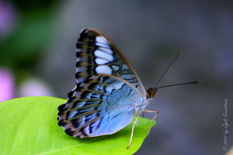 Blue Butterfly on Leaf — Green, Calm