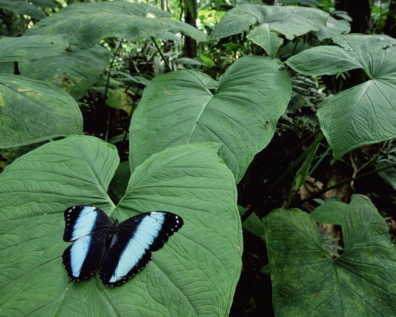 Blue Butterfly on Leaf — Green, Natural, Photograph
