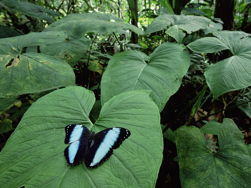 Blue Butterfly on Leaf — Green, Natural