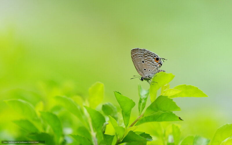 Blue Butterfly on Leaf — Green, Serene, Afternoon