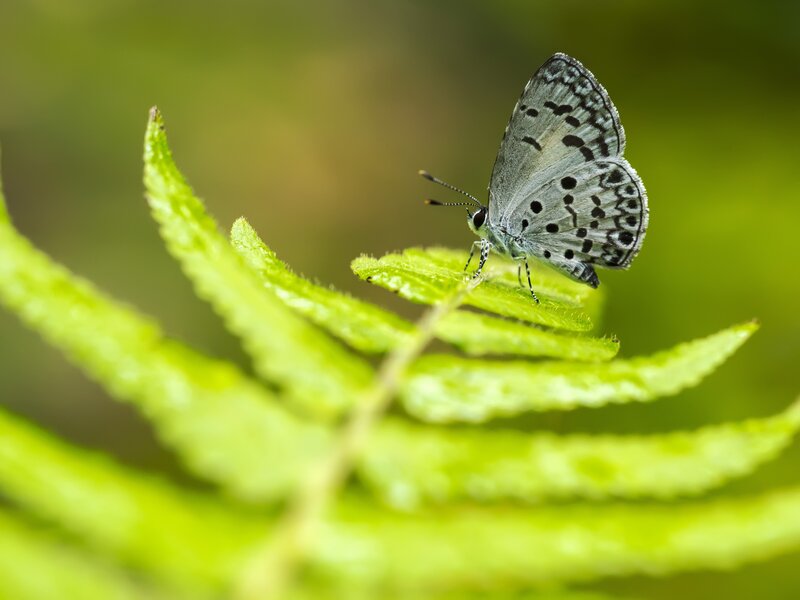 Blue Butterfly on Leaf — Green, Serene, Photograph