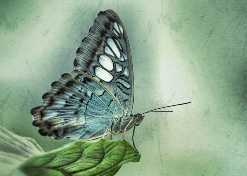 Blue Butterfly on Leaf — Green, Serene