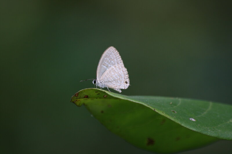 Blue Butterfly on Leaf — Green