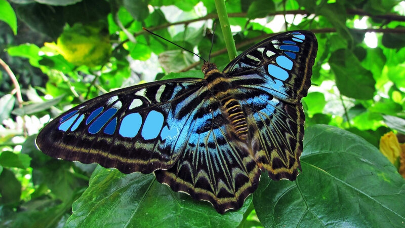 Blue Butterfly on Leaf — Natural, Afternoon, Photograph