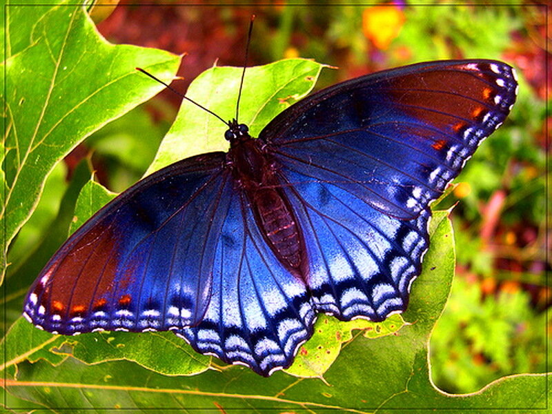 Blue Butterfly on Leaf — Natural, Afternoon