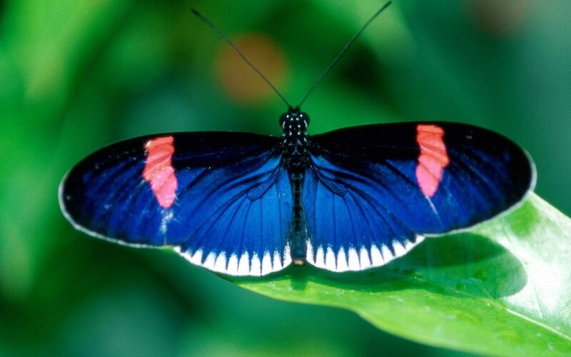 Blue Butterfly on Leaf — Natural, Photograph, Green Background