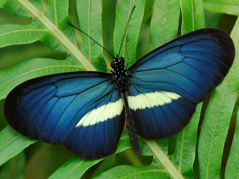 Blue Butterfly on Leaf — Natural, Photograph, Insect