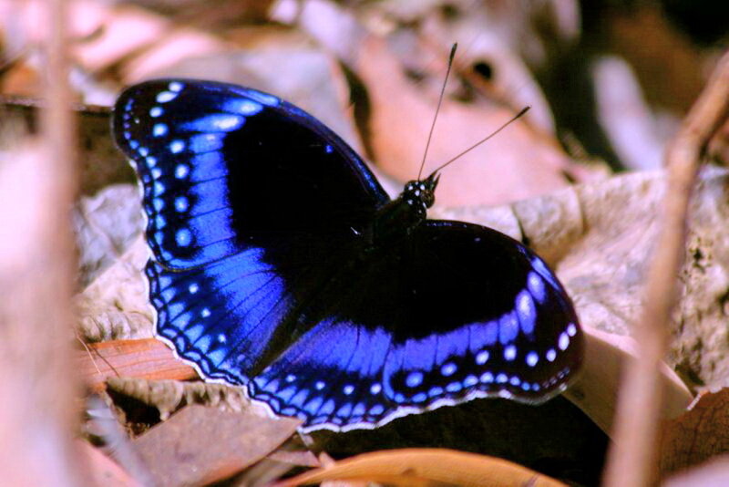 Blue Butterfly on Leaf — Natural, Photograph, Stick