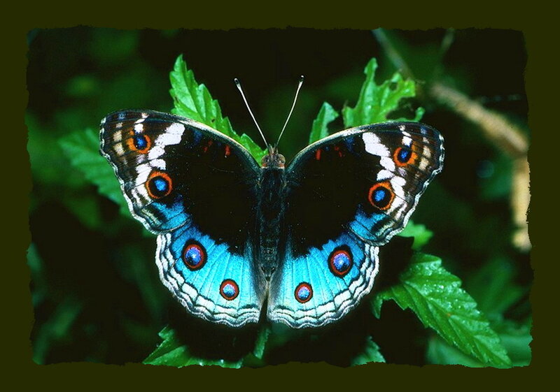 Blue Butterfly on Leaf — Natural, Photograph