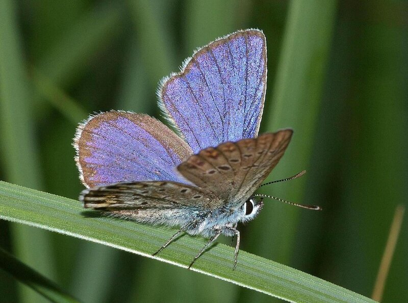 Blue Butterfly on Leaf — Purple