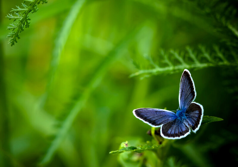 Blue Butterfly on Leaf — Serene, Afternoon, Photograph
