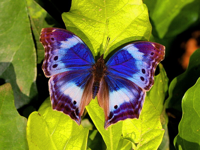 Blue Butterfly on Leaf — Serene, Afternoon