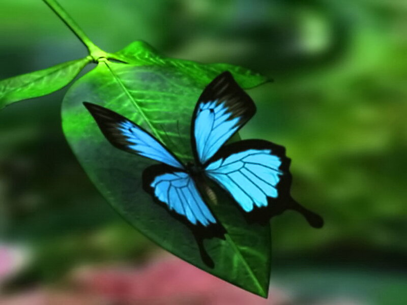 Blue Butterfly on Leaf — Serene, Digital Art, Green Background