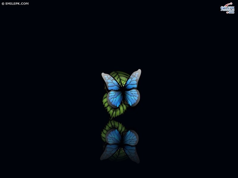 Blue Butterfly on Leaf — Serene, Night