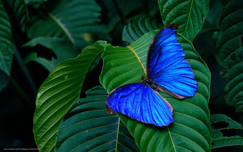 Blue Butterfly on Leaf — Serene, Photograph, Forest