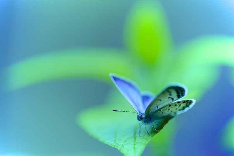 Blue Butterfly on Leaf — Serene, Photograph, Green Background
