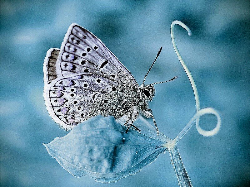 Blue Butterfly on Leaf — Serene, Photograph, Stem, Background
