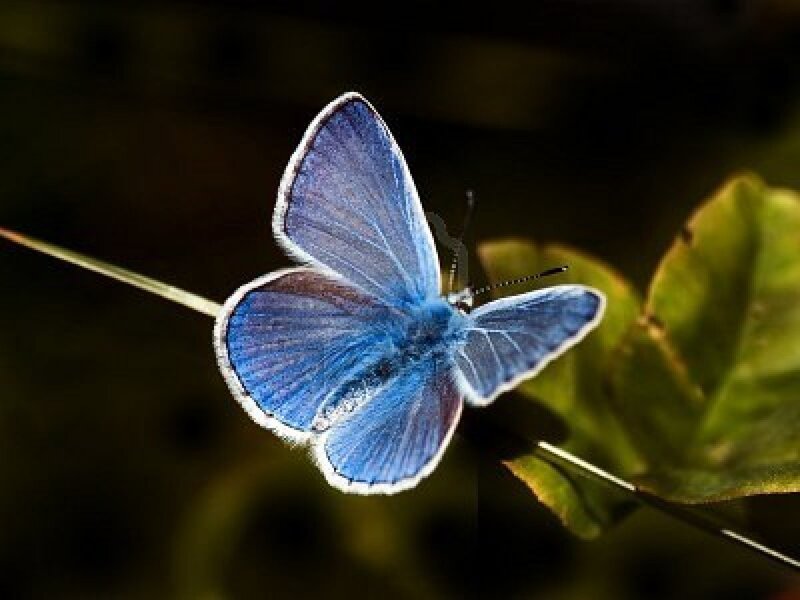 Blue Butterfly on Leaf — Serene, Photograph, Stem