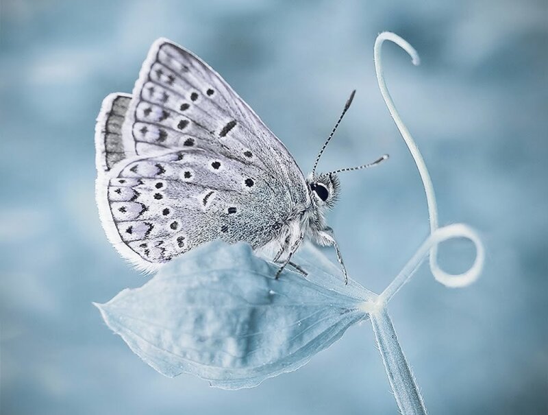 Blue Butterfly on Leaf — Serene, Photograph
