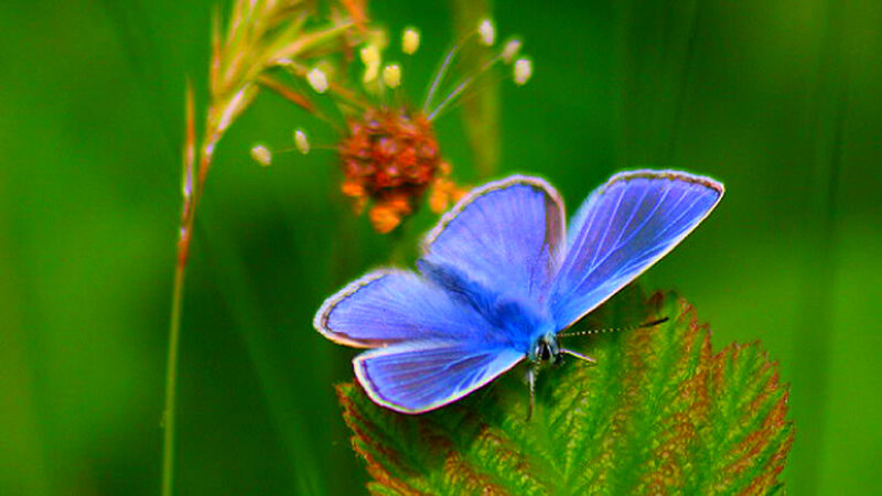 Blue Butterfly on Leaf — Serene, Summer
