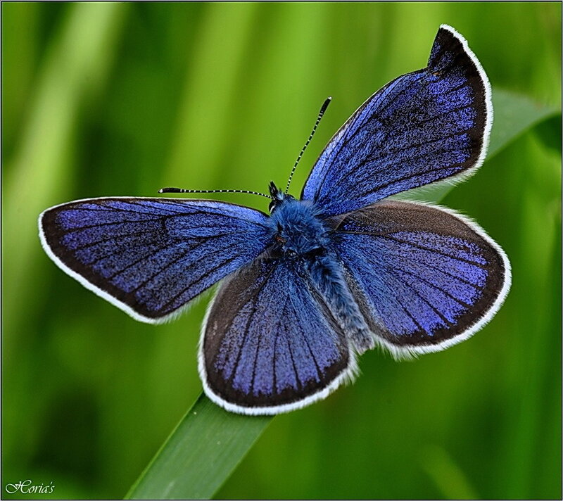 Blue Butterfly on Leaf — Serene
