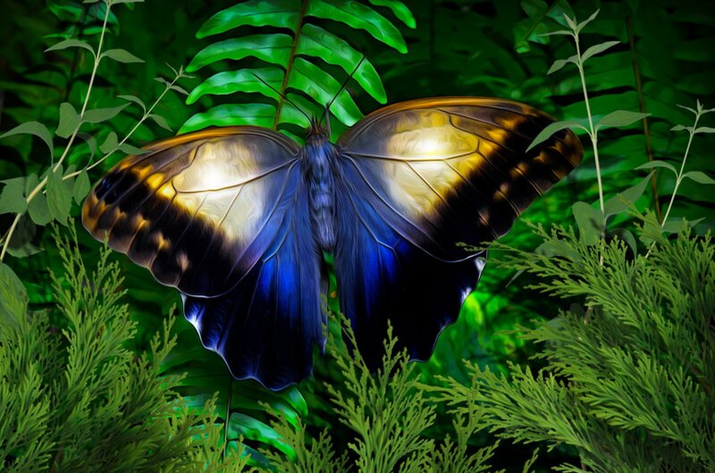 Blue Butterfly on Leaves — Serene