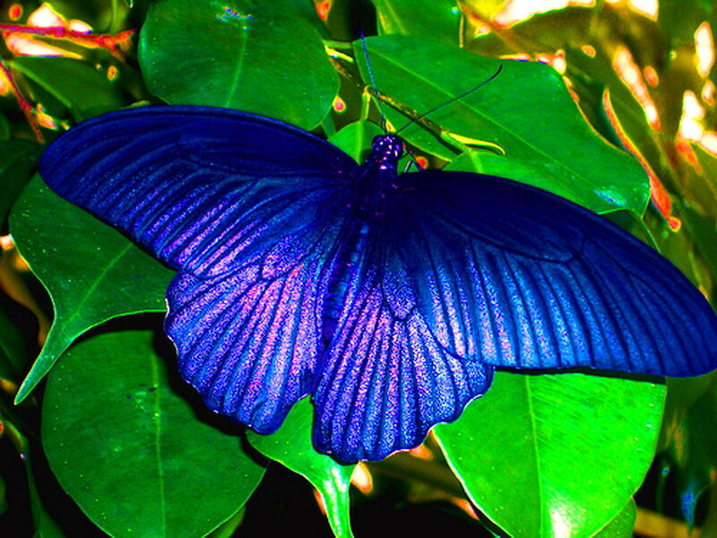 Blue Butterfly on Leaves