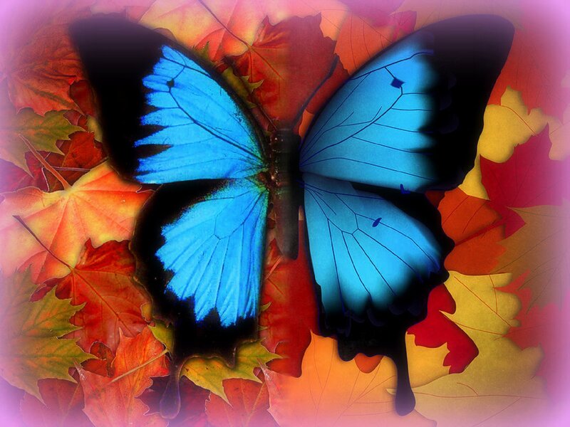 Blue Butterfly on Leaves — Vibrant