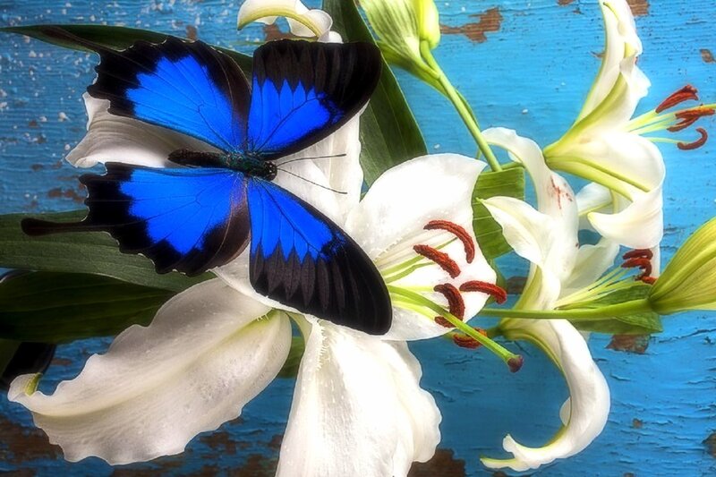 Blue Butterfly on Lily