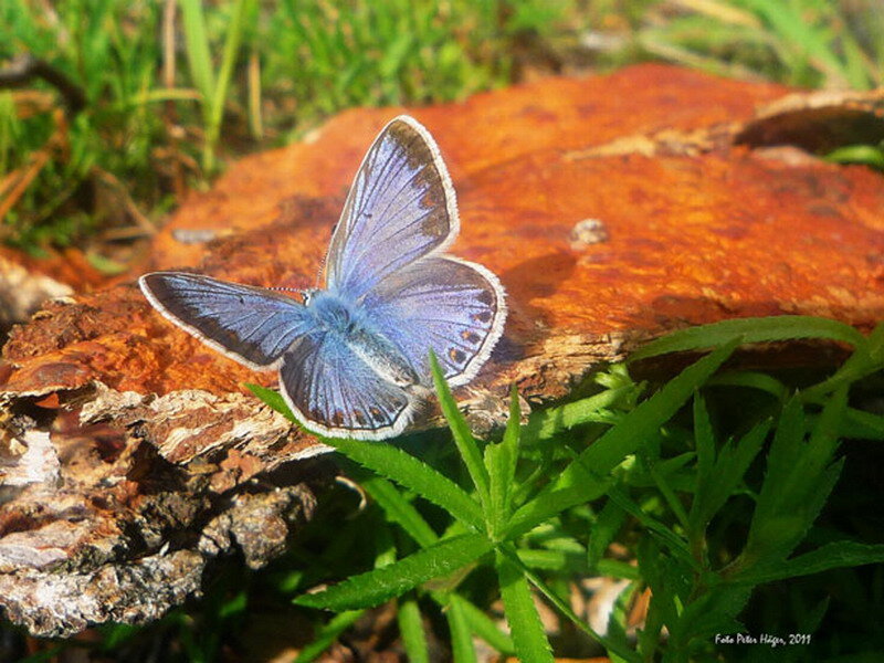 Blue Butterfly on Log — Natural