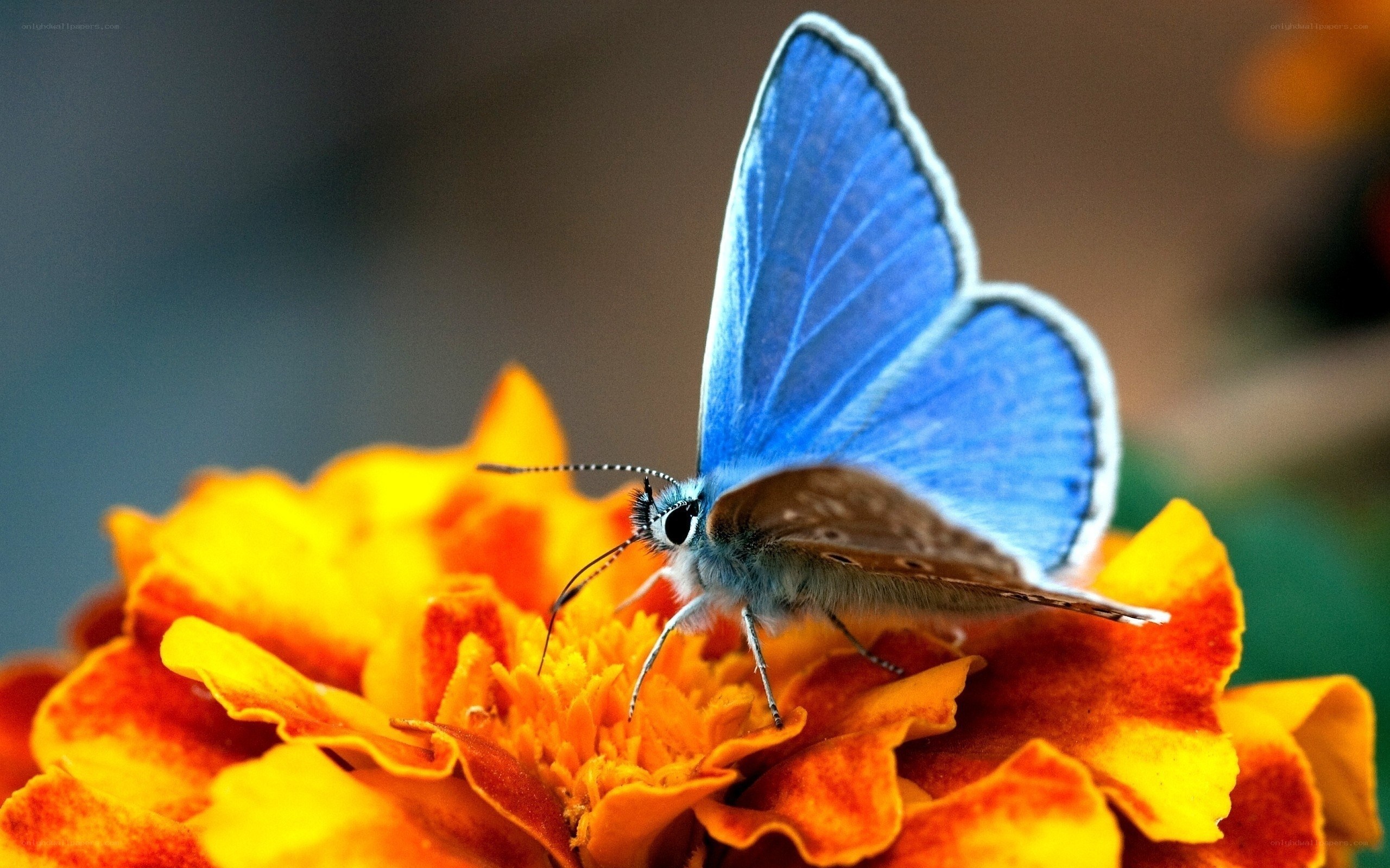 blue butterfly on marigold flower