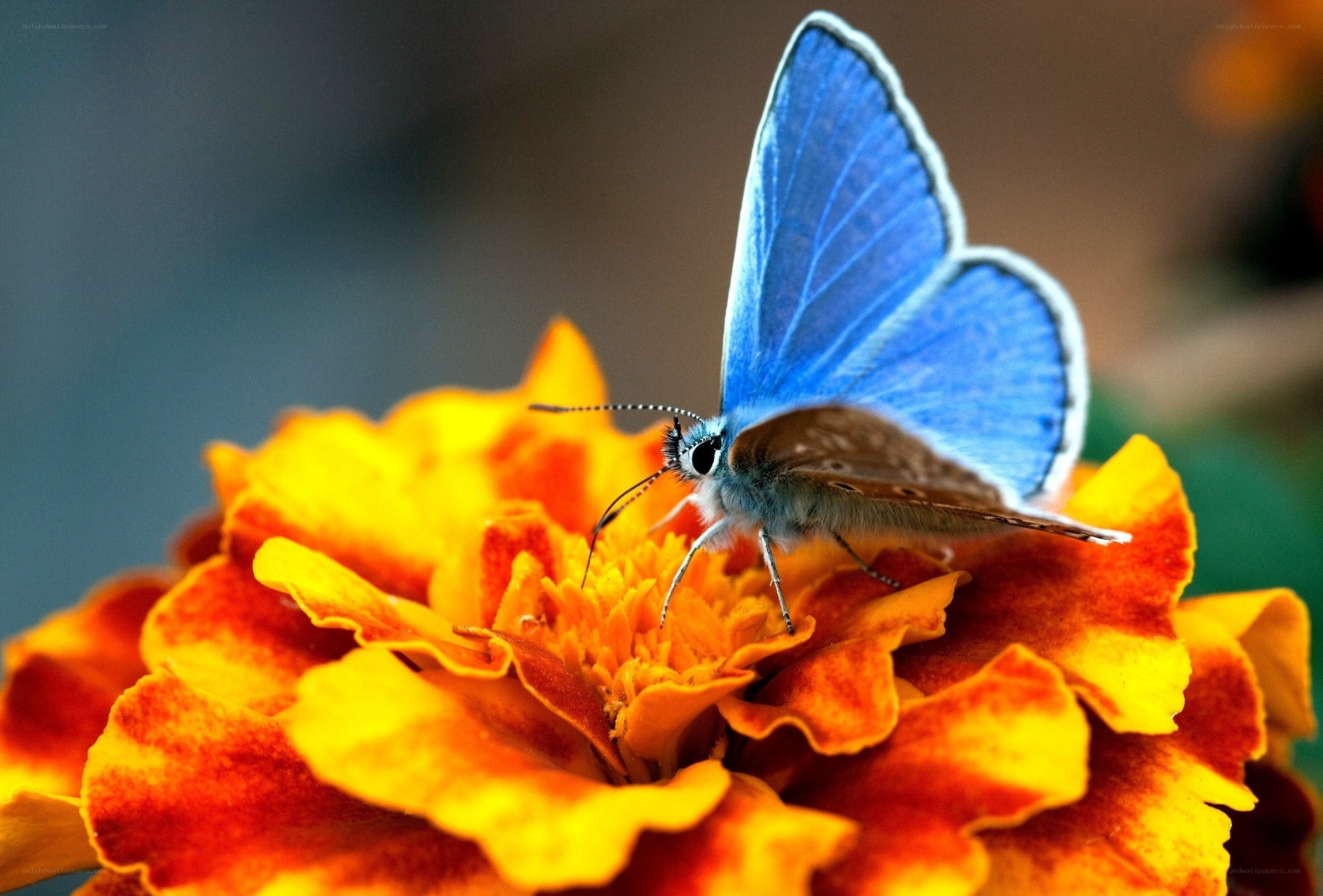 Blue butterfly on marigold flower