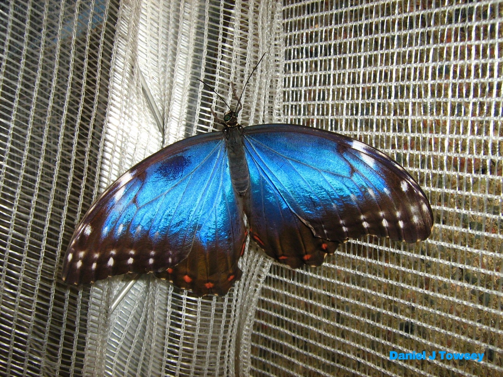 Blue butterfly on mesh