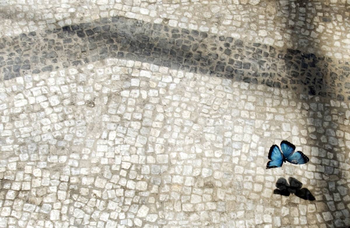 Blue butterfly on mosaic floor
