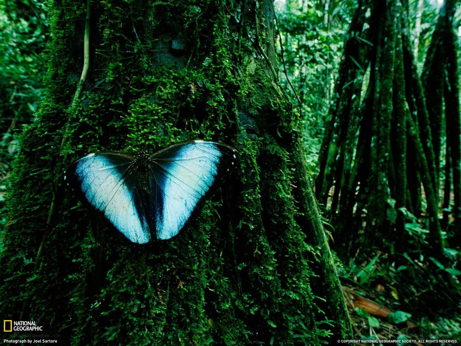 Blue butterfly on mossy tree