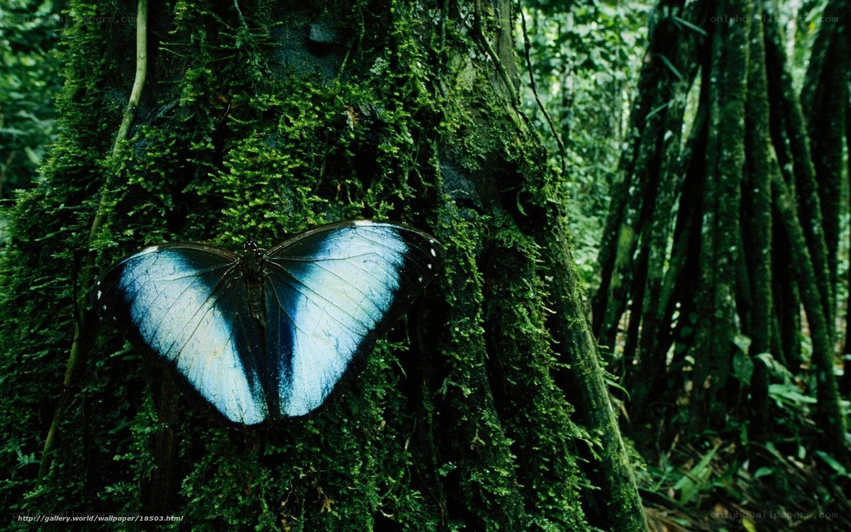 Blue butterfly on mossy tree
