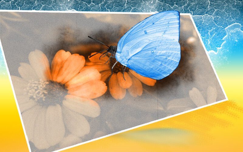 blue butterfly on orange flower