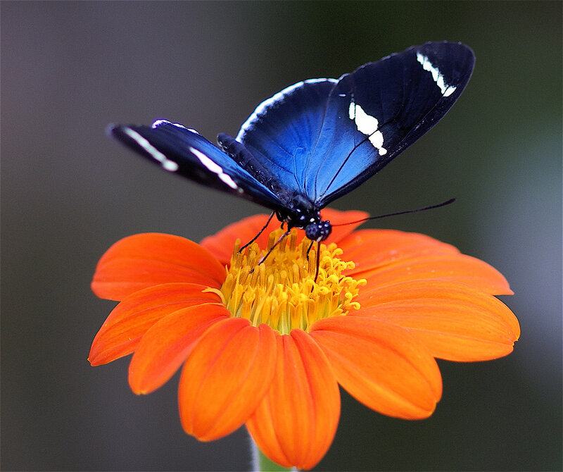 blue butterfly on orange flower