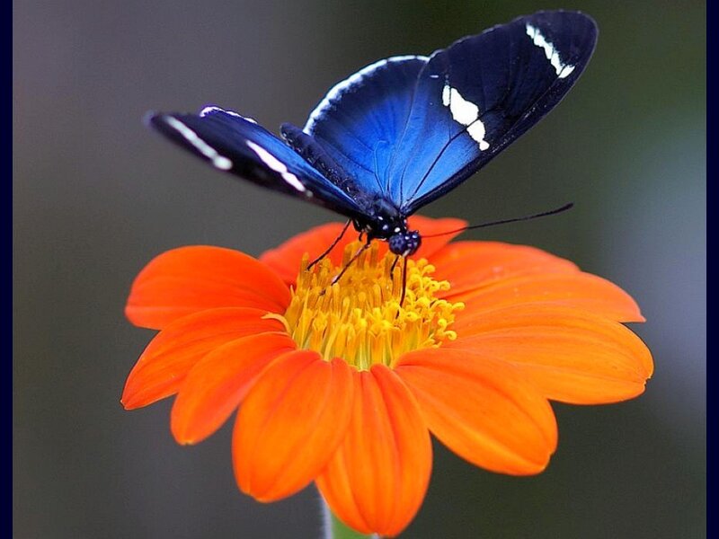 Blue butterfly on orange flower