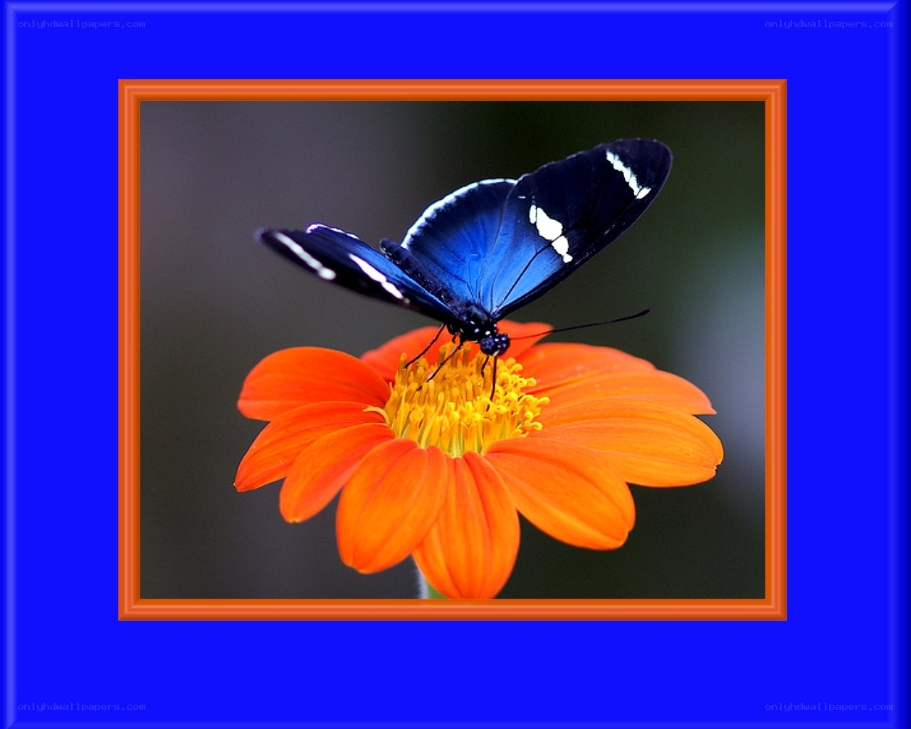 blue butterfly on orange flower
