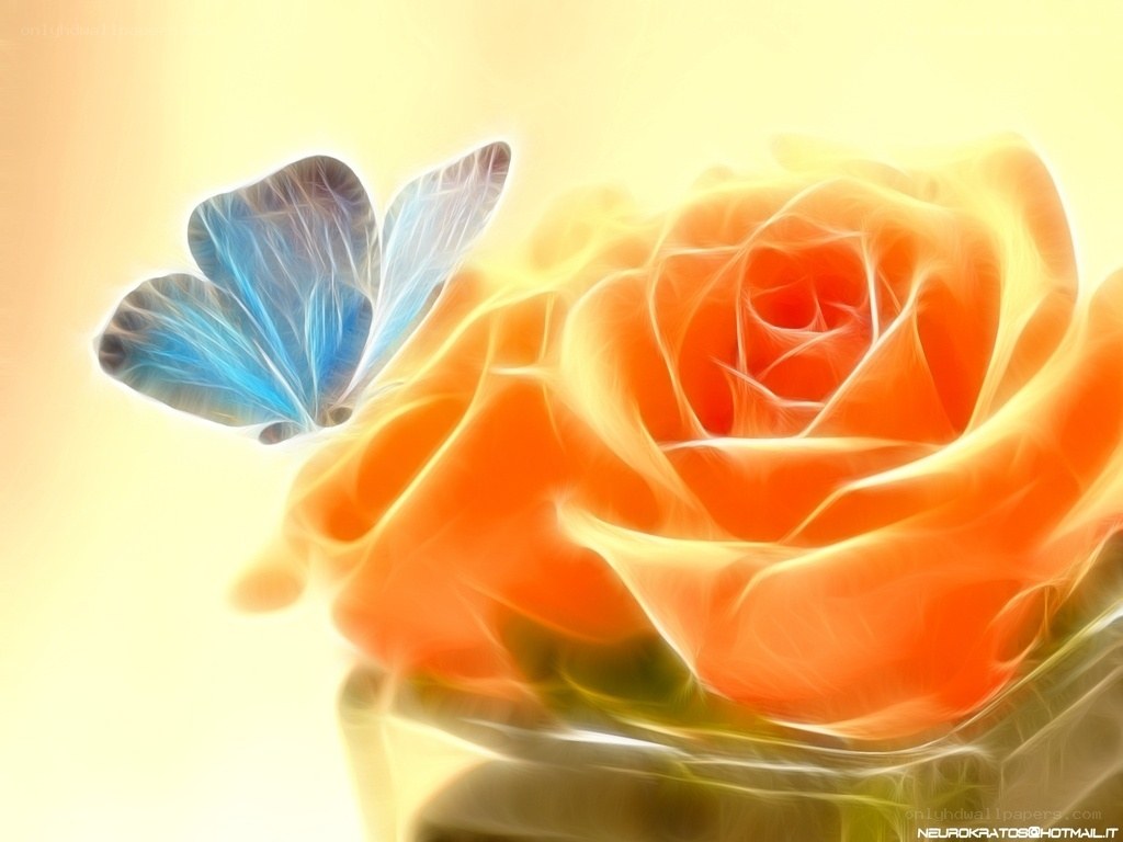 Blue butterfly on orange rose