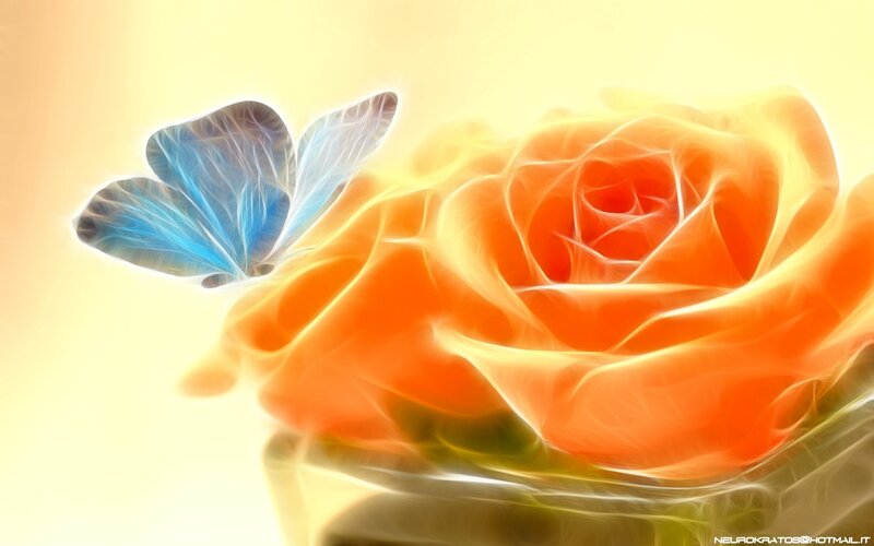Blue butterfly on orange rose