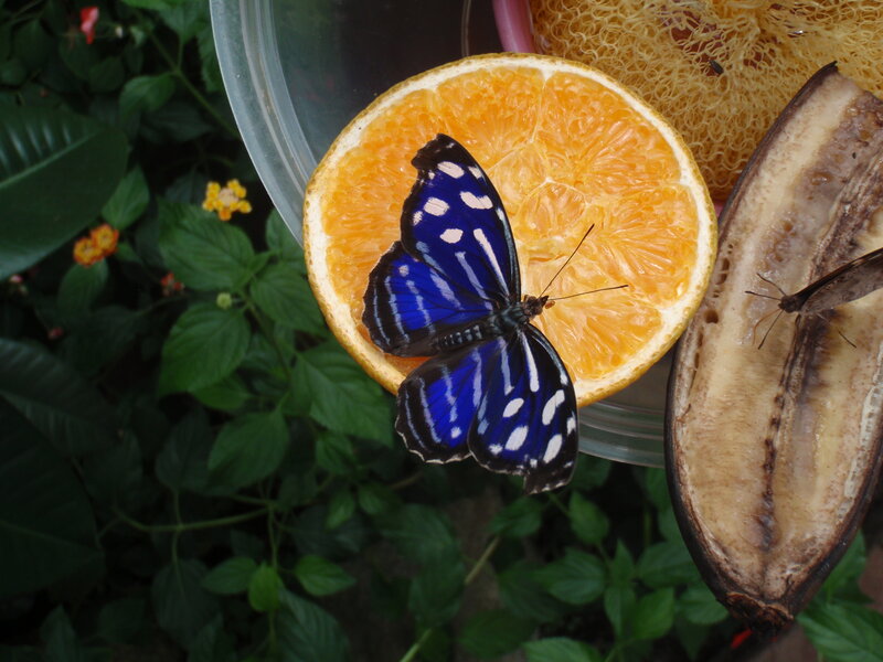 Blue Butterfly on Orange