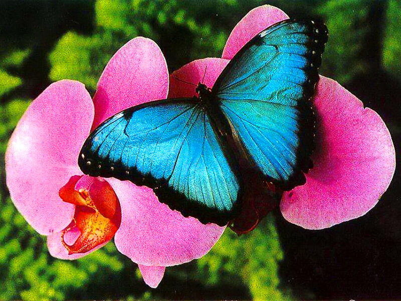 Blue Butterfly on Orchid