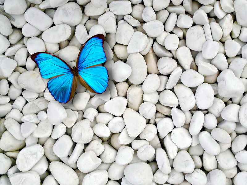 Blue Butterfly on Pebbles — Serene